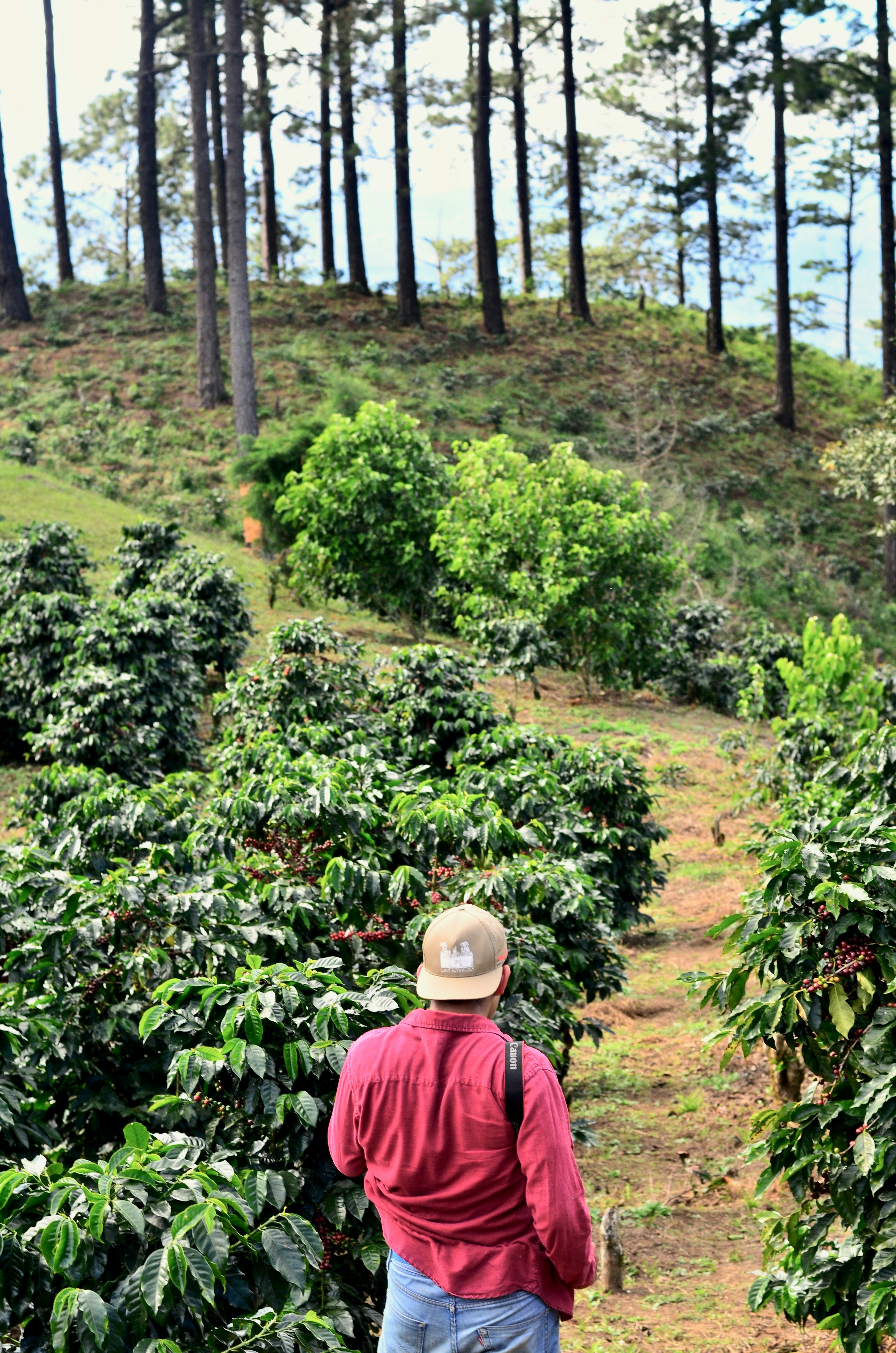 Coffee Plantation Atelier